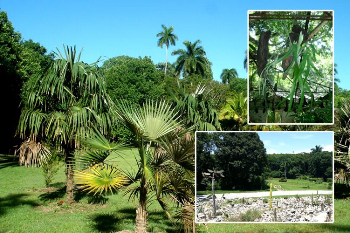 El Jardín Botánico Cupaynicú, de Granma