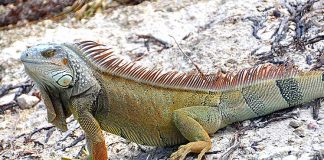 Iguana Cuba