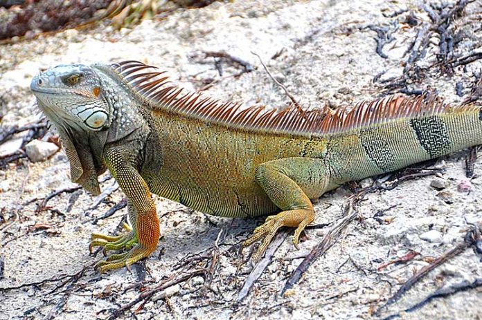 Iguana Cuba