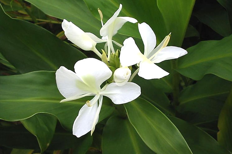 Flor Mariposa - Flora y Fauna Cubana - Cuba Tesoro La Isla Bonita