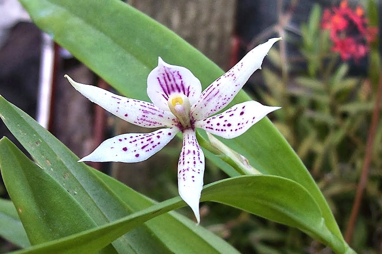 Orquídea Mariposa - Flores - Flora y Fauna Cubana - Cuba Tesoro