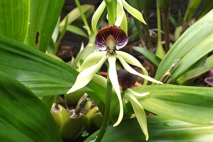 Orquídea Negra