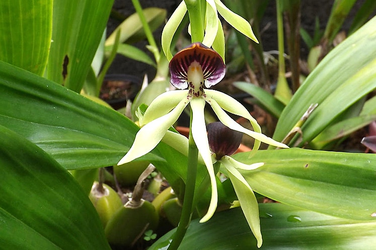 Orquídea Negra - Flores de Cuba - Flaora y Fauna Cubana - Cuba Tesoro